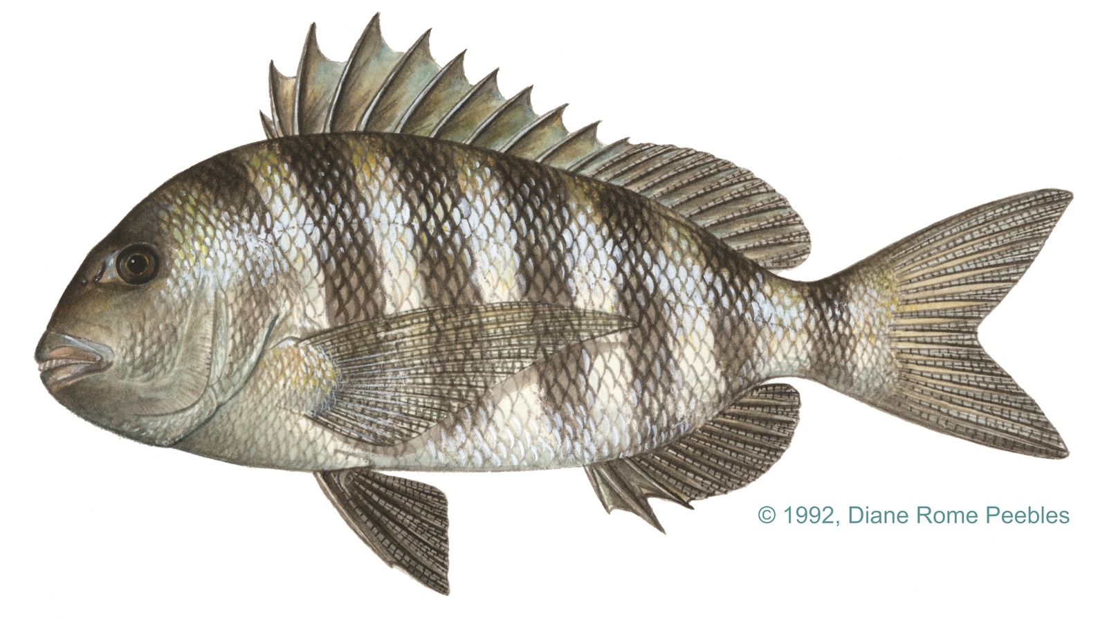 Sheepshead